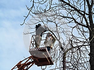 Two men in casual clothes saw-off branches of a chestnut with chainsaw, standing on an aerial work platform. Spring and autumn