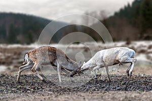 Two men deer fighting with horns for the female attention