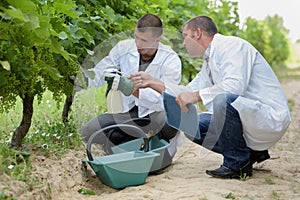 Two men in labcoats inspecting developping grapes on grapevines