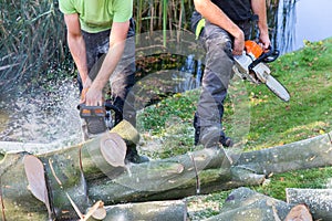 Two men sawing beech tree with chain saw