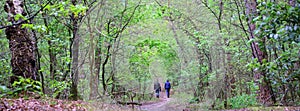 two men walk in through fresh leaves of spring forest in the netherlands near doorn