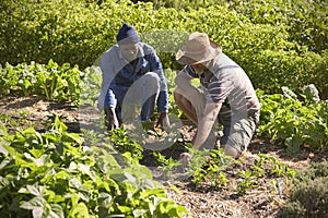 Two Men Working Together On Community Allotment