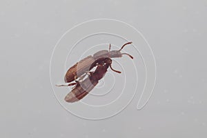 Two merchant grain beetles in white background walking. Oryzaephilus mercator