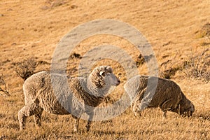 Two merino sheep grazing on dry grass