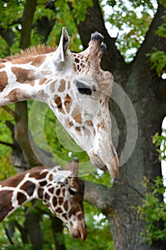 Two mesh giraffe Giraffa camelopardalis reticulata Linnaeus, prtrait in a profile