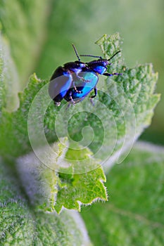 Two metallic beetle on a green mint leaf.