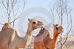 Two Middle Eastern camels in a desert in United Arab Emirates