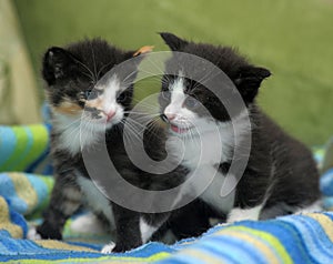 Two midi little kittens