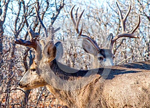 Two Mighty Bucks Deer Crossing Paths