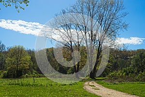 Two mighty meadow oaks by a meadow path