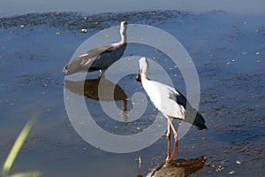 Two Migrant Open Bill Storks in India