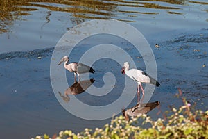 Two Migrant Open Bill Storks in India