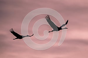 Two Migrating Eurasian Cranes against pink sky