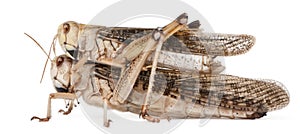 Two migratory locust, Locusta migratoria photo