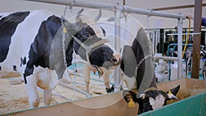 Two milking cows eating hay at agricultural animal exhibition, trade show