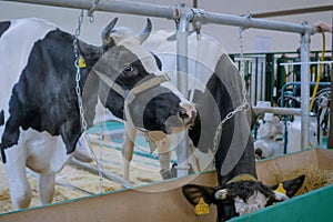 Two milking cows eating hay at agricultural animal exhibition, trade show