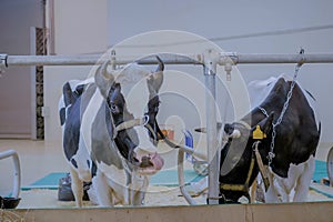 Two milking cows eating hay at agricultural animal exhibition, trade show