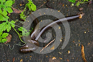 Two millipedes scientific name Diplopoda mating.