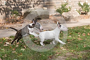 Two mini bull terrier puppies playing