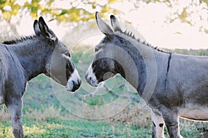 Two mini donkey friends