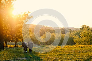 Two mini donkeys grazing during sunrise