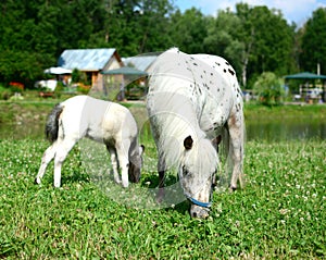 Two mini horses Falabella graze on meadow, selective focus