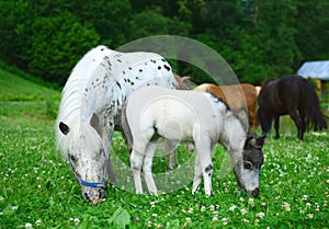 Two mini horses Falabella, mare and foal, graze on meadow, selective focus photo