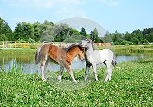 Two mini horses Falabella playing on meadow, bay and white, selective focus