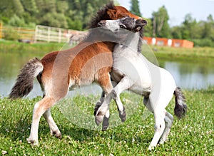 Two mini horses Falabella playing on meadow, bay and white, selective focus