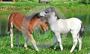 Two mini horses Falabella playing on meadow, bay and white, selective focus