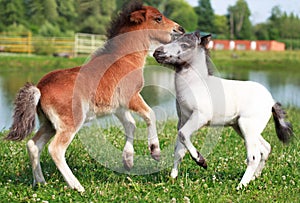 Two mini horses Falabella playing on meadow, selective focus