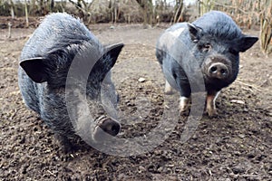 Two mini pig in mud