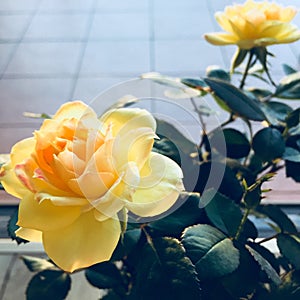 Two mini yellow roses in full bloom