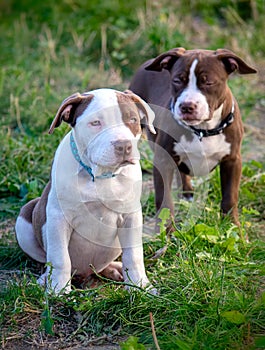 Two miniature american bulldog puppies in the nature