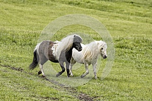 Two miniature horses are trotting along