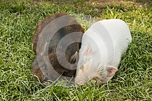 Two miniature piglets resting in grass