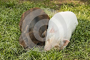 Two miniature piglets resting in grass