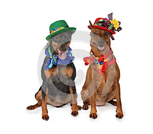 Two miniature Pinscher dogs in hats