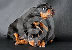 Two Miniature Pinscher Puppies