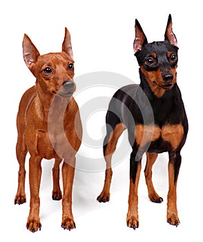 Two Miniature Pinschers