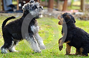 Two miniature Schnauzer & Airedale Terrier puppies
