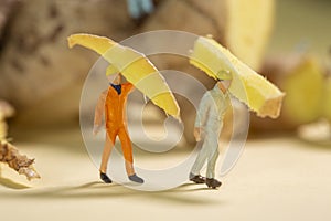 Two miniature workers carrying a sliced pieces of ginger