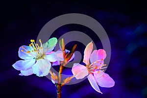 Two Mirabelle plum plowers blooming in uv. Horizontal composition