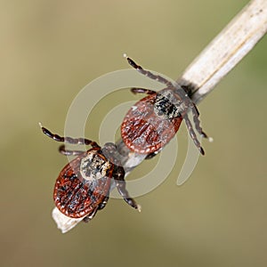 Two mites sitting on a blade of a dry grass in nature macro