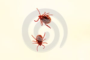 Two mites on the white background isolated. photo