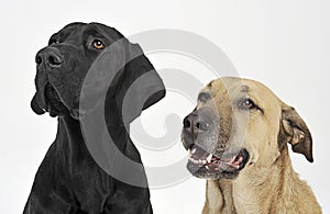 Two mixed breed dog portrait in white backgound studio