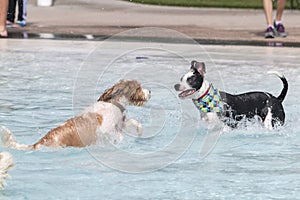 Two mixed breed dogs playing in a swimming pool