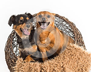 Two mixed breed dogs posing for pet portraits. Rat terrier and mini dachshund