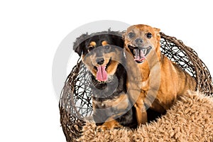 Two mixed breed dogs posing for pet portraits. Rat terrier and mini dachshund