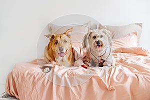 Two mixed breed dogs in pyjamas resting on owner bed indoors